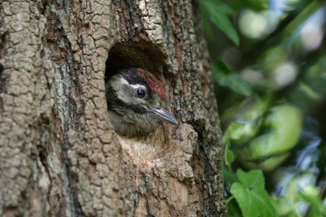 Great spotted woodpecker chick in the nest (Dendrocopos major)