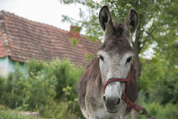 Cute donkey at country side outside stable, enjoying nice weather, life is good
