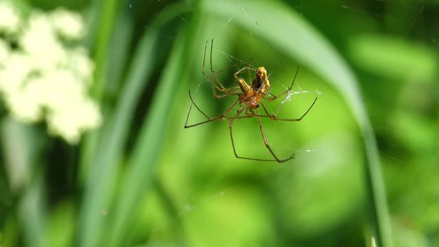 two spiders copulate in their spider's web out in the green