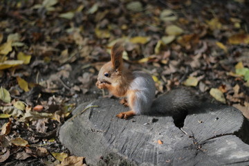 squirrel in the Park