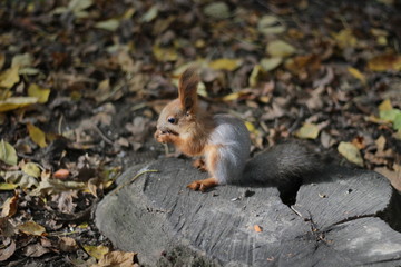 Naklejka na ściany i meble squirrel in the Park