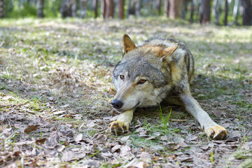 Fototapeta premium Gray wolf in the park.