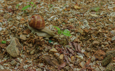Helix pomatia and bug in their natural environment