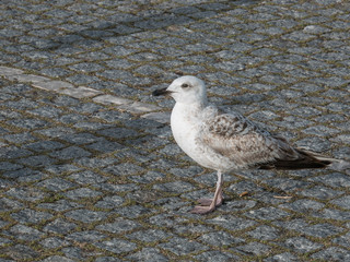 Seagull standing on Portuguese pavement