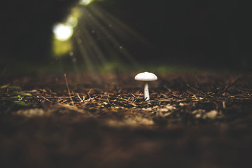 Un champignon dans les bois sous le soleil