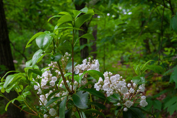 Pennsylvania Mountain Laurel In Bloom - State Flower Of PA