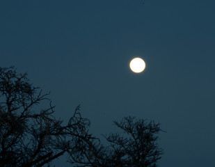 Fototapeta premium Midnight Moon