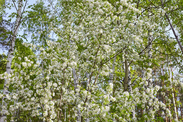 Blooming apple tree