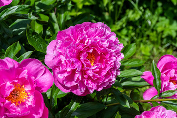 Obraz premium Flowering peonies. Close up. Beautiful background of flowers.