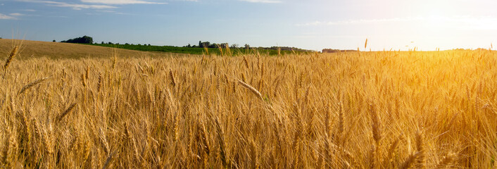 Agriculture Wheat crop field rural countryside
