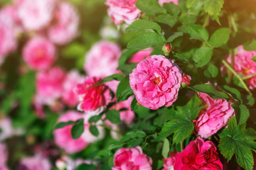 Blossom rose bush in garden, selective focus with copyspace