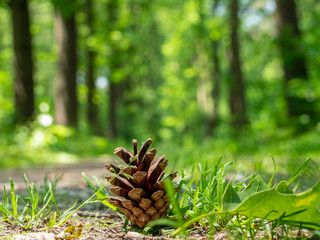 Kiefernzapfen auf dem Waldboden