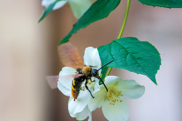 A large bee takes nectar from a jasmine flower. Beautiful picture. © iytokar