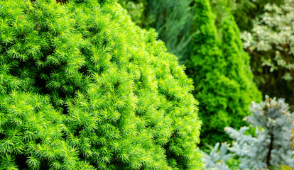 Close-up bright green young short needles of the Canadian spruce Picea glauca Conica in focus on left on blurred background of evergreen colorful garden on the right. Nature concept for design