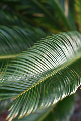 green leaves of a young palm tree. nature and background concept. space for text