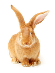 Baby of orange rabbit on white background