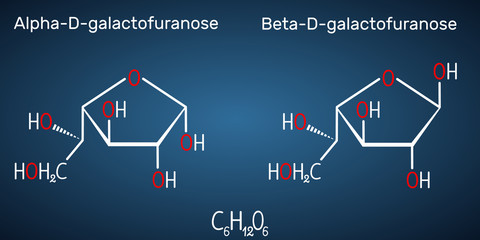 Galactose, alpha-D- galactofuranose, beta-D- galactofuranose, milk sugar molecule. Cyclic form. Structural chemical formula on the dark blue background