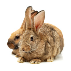 Baby of orange rabbit on white background