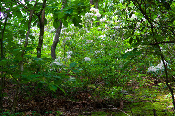 Fototapeta na wymiar Pennsylvania Mountain Laurel In Bloom - State Flower Of PA