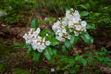 Pennsylvania Mountain Laurel In Bloom - State Flower Of PA