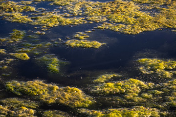 Slimy, green floating water algae on the pond surface. Green weeds growing on water surface, acidifying water