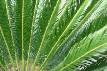 Naklejka na ściany i meble green leaves of a young palm tree. nature and background concept. space for text