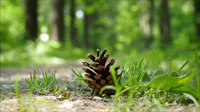 Kiefernzapfen auf dem Waldboden mit Vogelger&auml;uschen