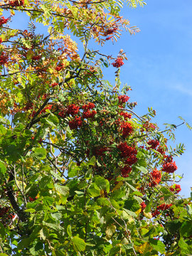 Rowan, Rowan Tree, Germany, Europe