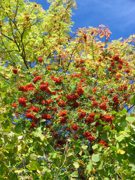 Rowan, Rowan Tree, Germany, Europe