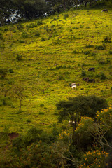 cows graze in the mountains