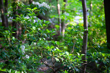 Pennsylvania Mountain Laurel In Bloom - State Flower Of PA