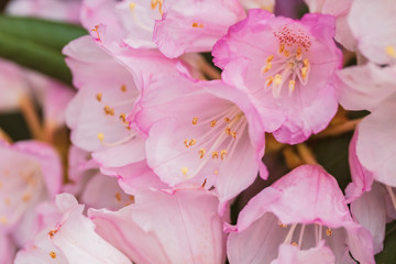 Pink Rhodedendron flowers