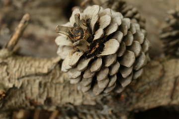 Intricacies of a Pine Cone