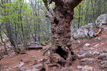 Acer stevenii, ancient 250 year old  giant tree with hollow and knots, near Ai Petri mountain, Crimea.