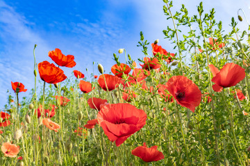 Klatschmohn unter blauem Himmel