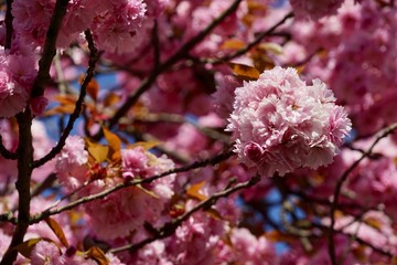 Kirschblüten im Sonnenlicht