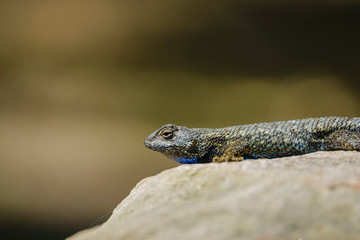 Close up shot of a beautiful Lizard