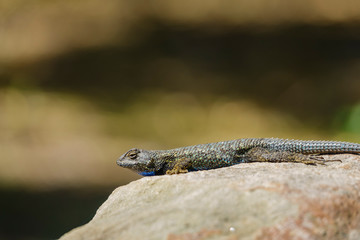 Close up shot of a beautiful Lizard