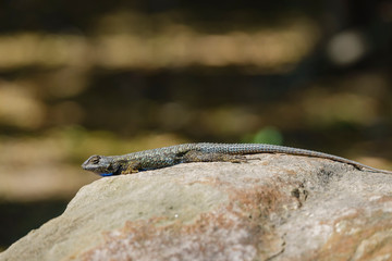 Close up shot of a beautiful Lizard
