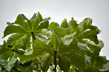 Detalle de el follaje del árbol Cecropia