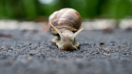 Close up photo of the snail