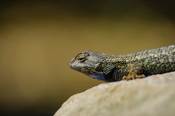 Close up shot of a beautiful Lizard