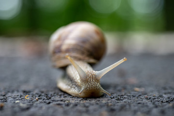 Close up photo of the snail
