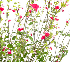 Salvia microphylla in studio