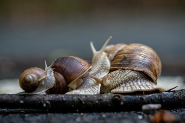 Close up photo of the snails
