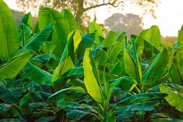 Fototapeta premium indian banana field , plantation