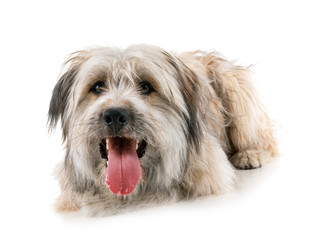 Pyrenean Shepherd in studio