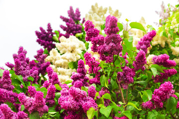 Obraz premium Blooming lilac in the garden.