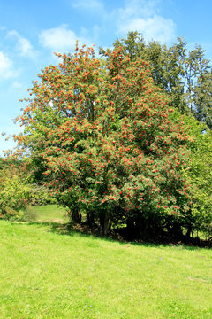 Rowan, Rowan Tree, Germany, Europe