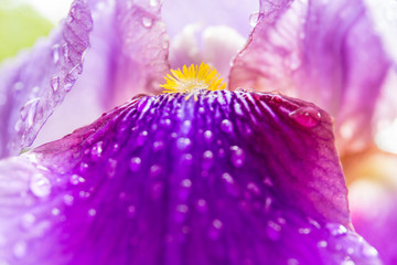 Bearded purple iris bloom pistil and petals closeup. Inner of iris flower, purple, violet, yellow and white. Macro photo of iris.